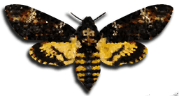 aurelia/deathheadmoth.png